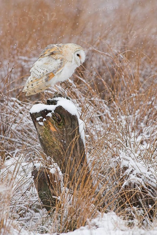 Barn Owl