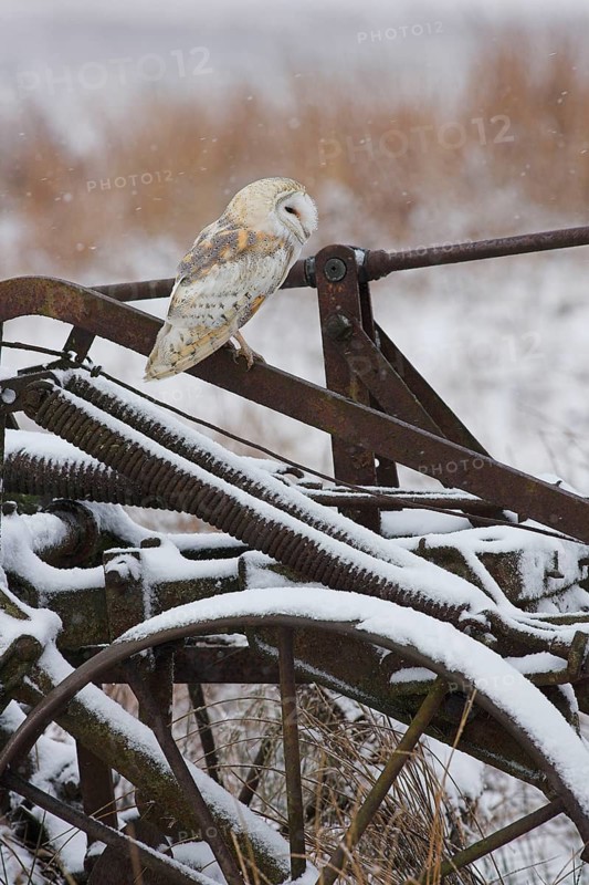Barn Owl