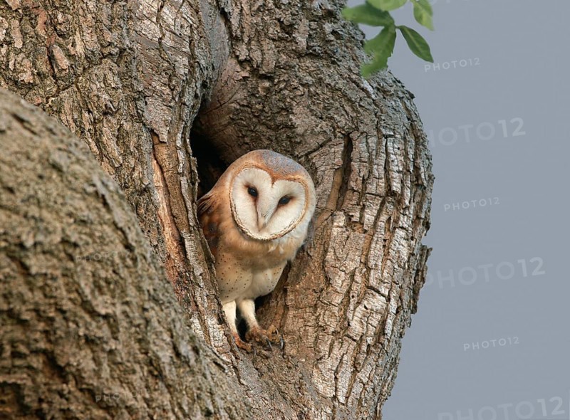 Barn Owl