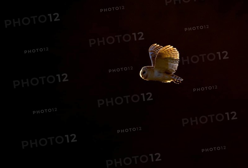 Common barn owl
