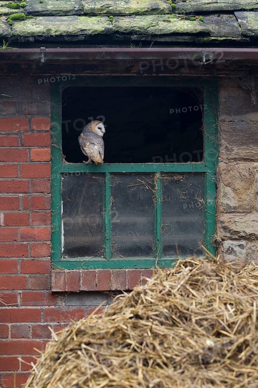 Common barn owl