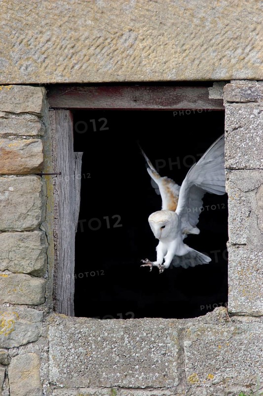 Common barn owl