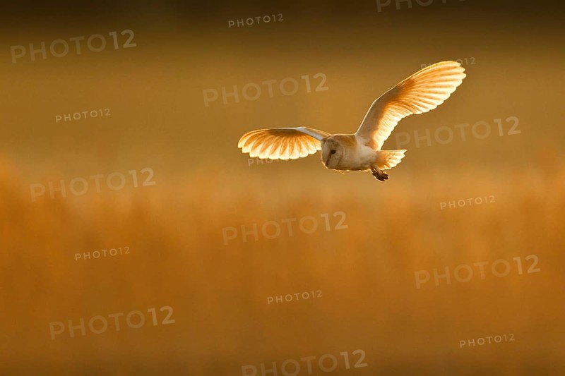 Common barn owl