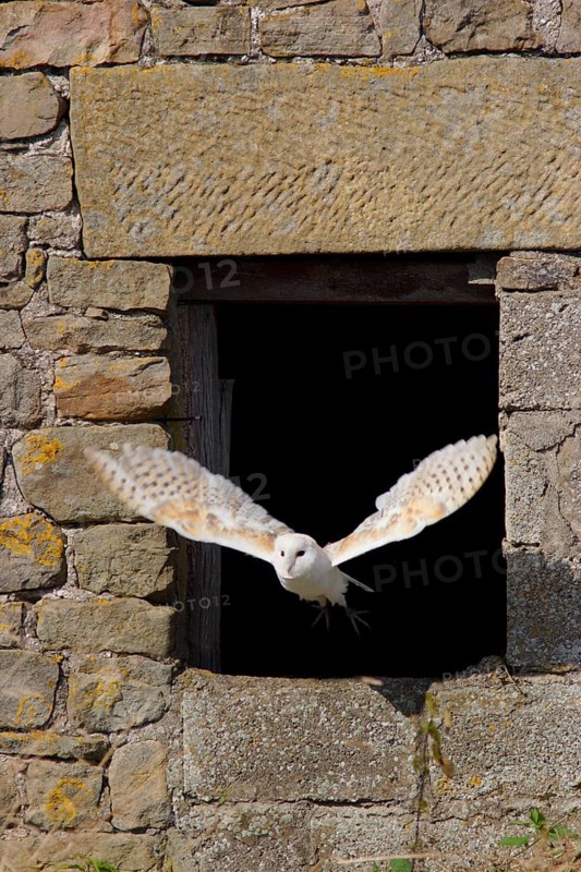 Common barn owl