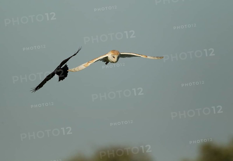 Common barn owl