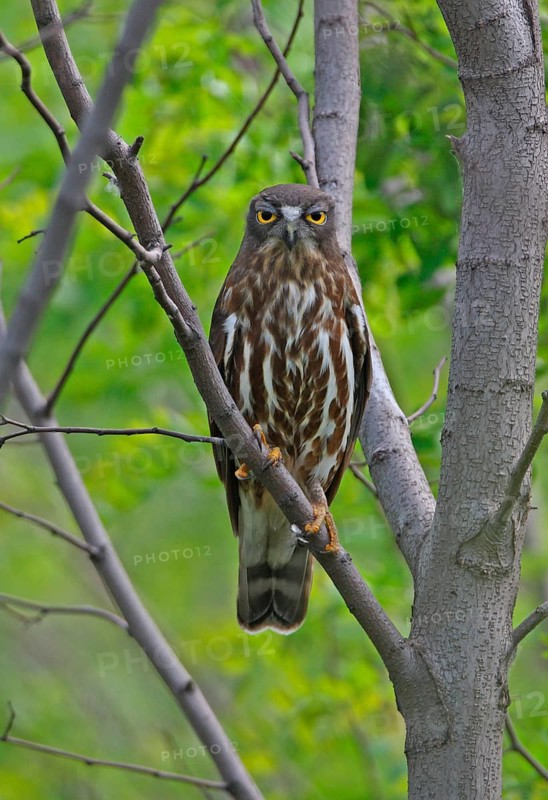 Brown Hawk-owl