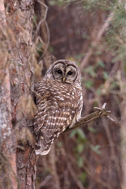 Barred Owl