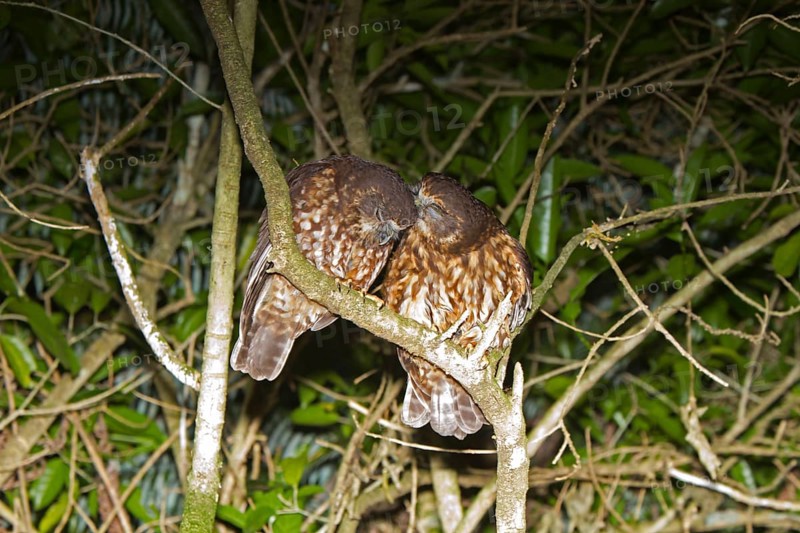 Southern Boobook