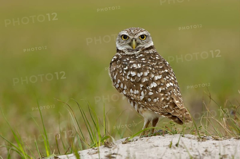 Burrowing Owl