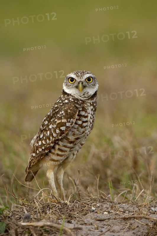 Burrowing Owl