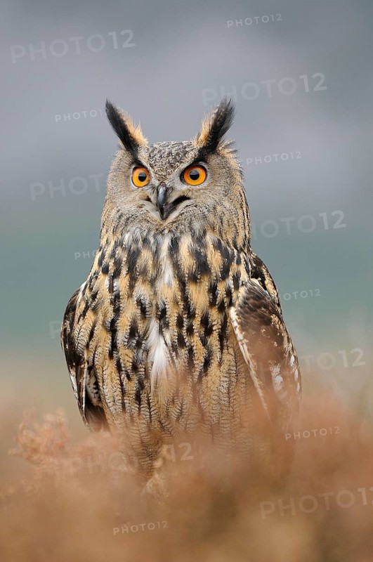 Eurasian eagle-owl