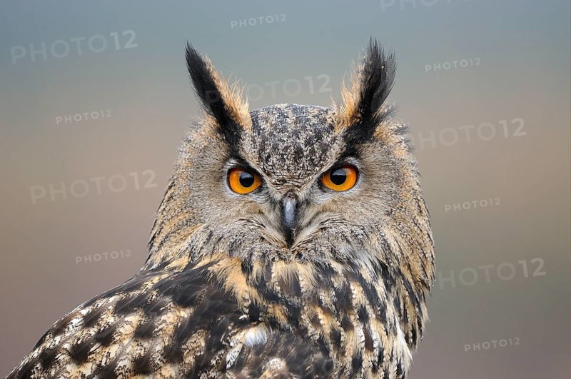 Eurasian eagle-owl