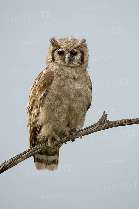 Verreaux's eagle-owls