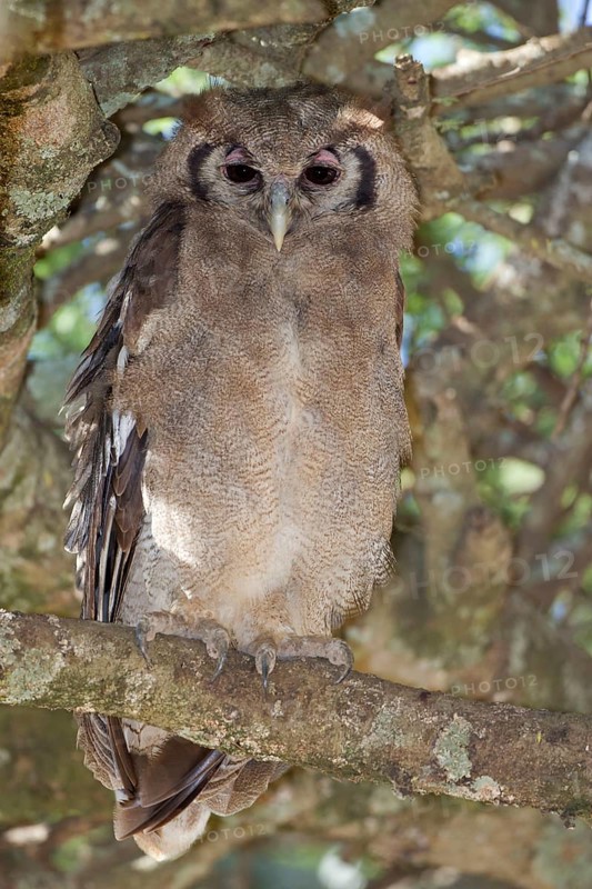 Verreaux's eagle-owls