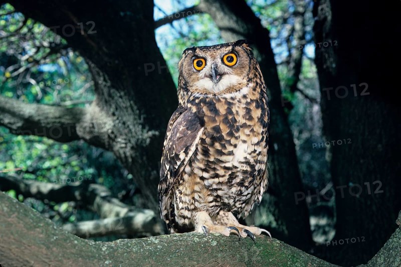 Cape eagle-owl