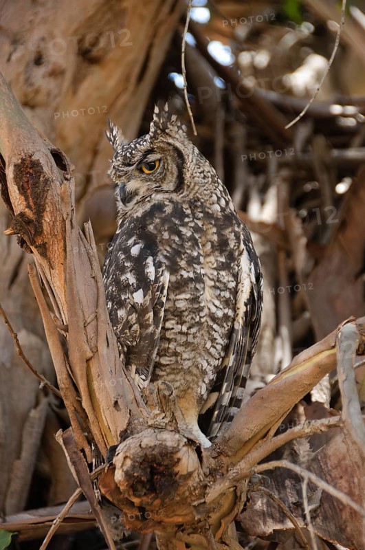 Cape Eagle Owl