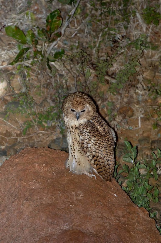 Pel's Fishing Owl