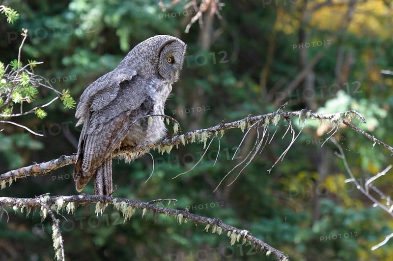 Great grey owls