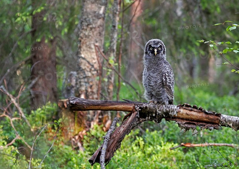Great Grey Owl