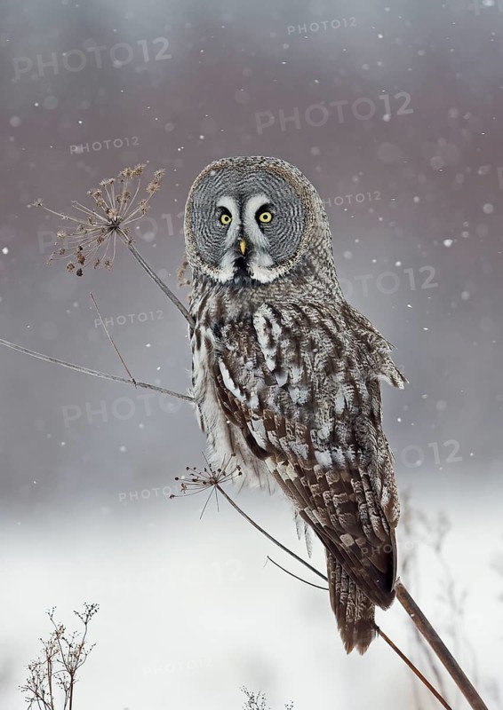 Great Grey Owl