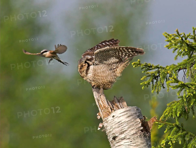 Adult northern hawk owl