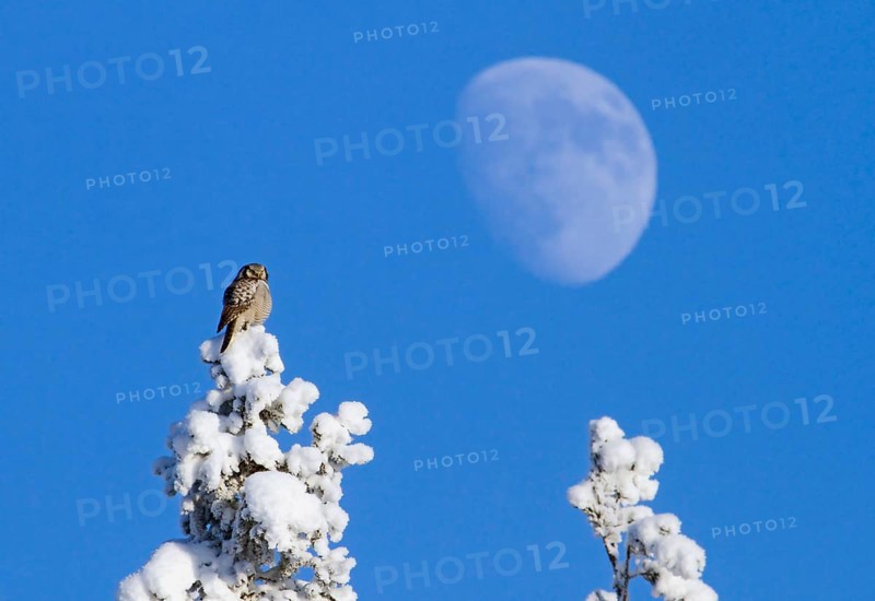Northern Hawk Owl