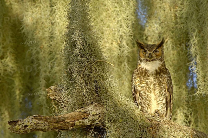 Great Horned Owl