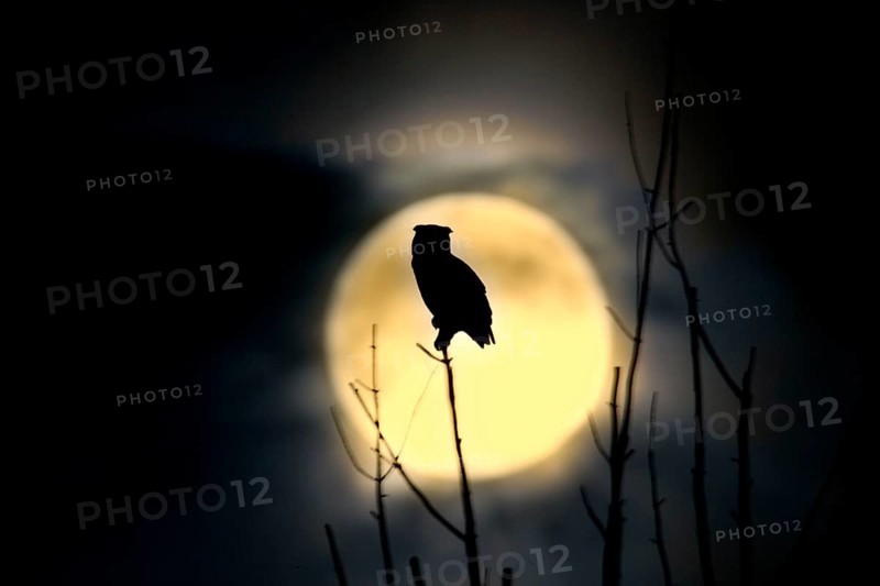 Great Horned Owl