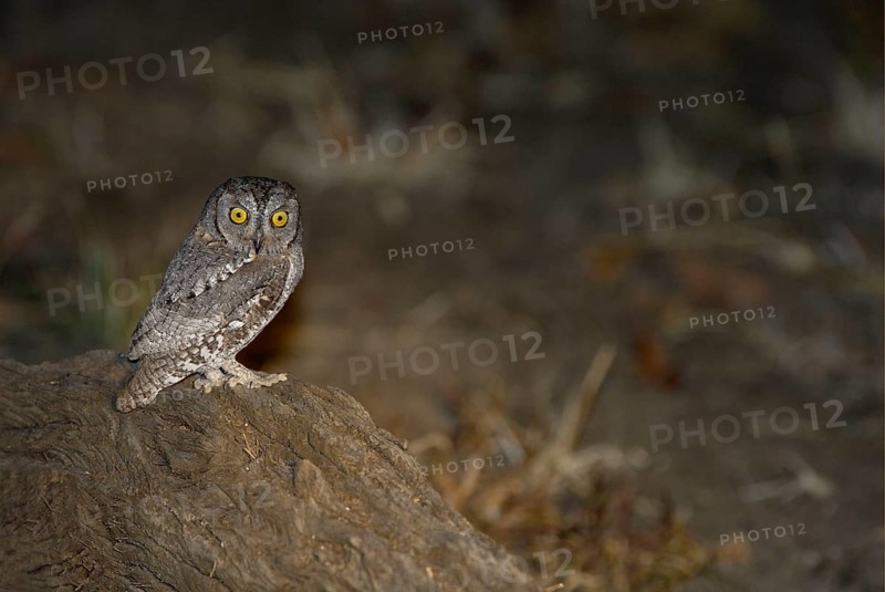 African Scops Owl