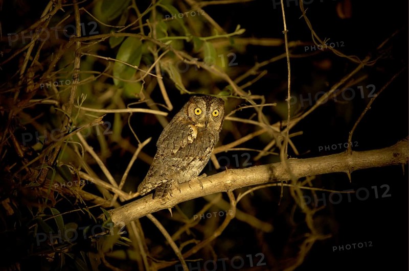 African Scops Owl