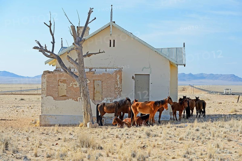 Wild horses at derelict Garub railway station building