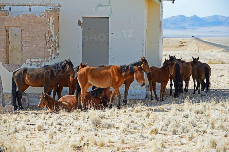 Wild horses at derelict Garub railway station building