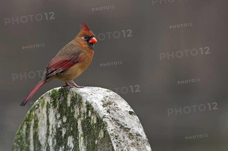 Northern northern cardinal
