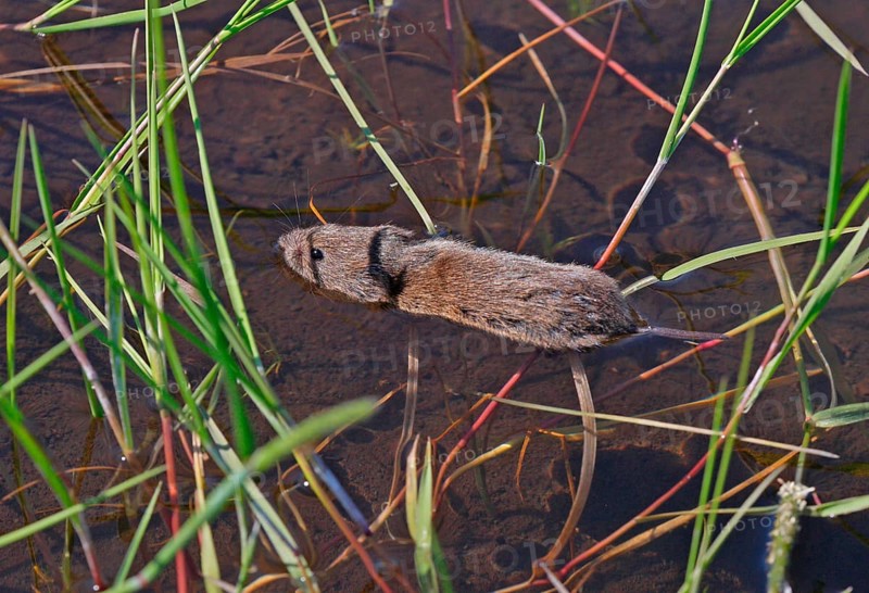 Field Vole