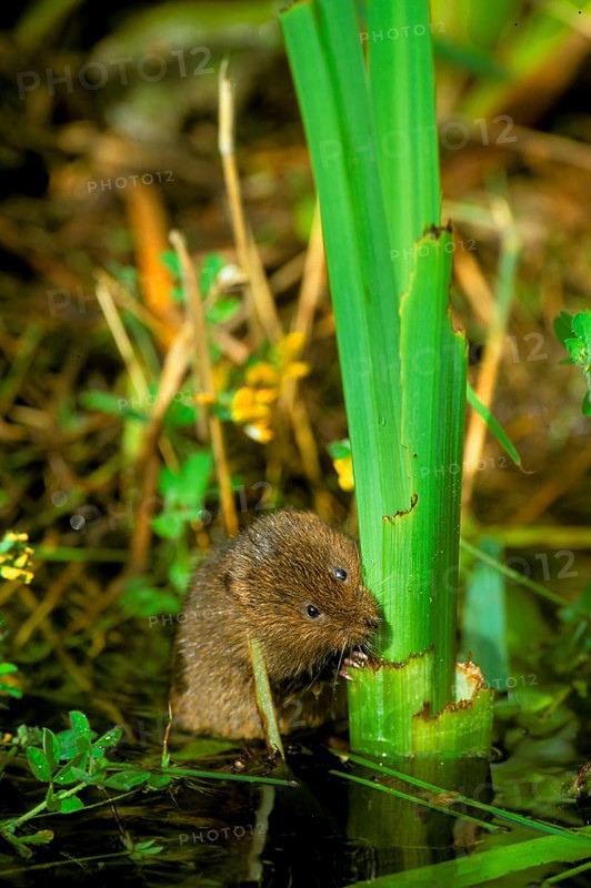 Eastern shrew