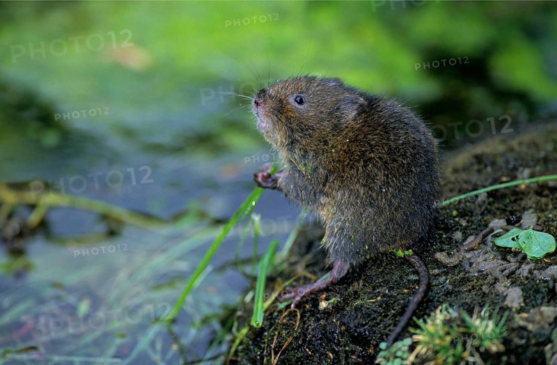 Water Vole