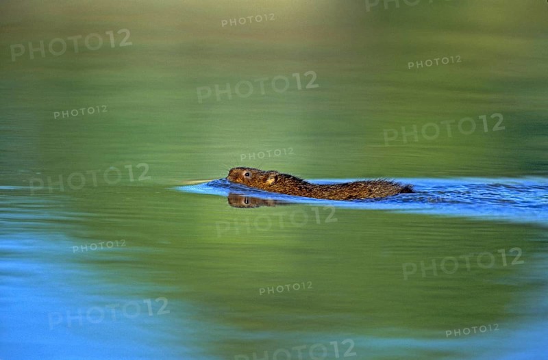 Water Vole