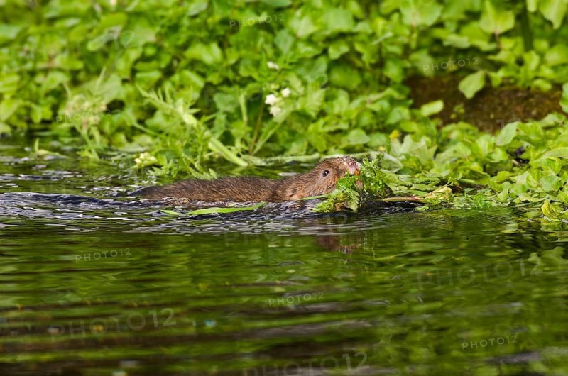 Water Vole