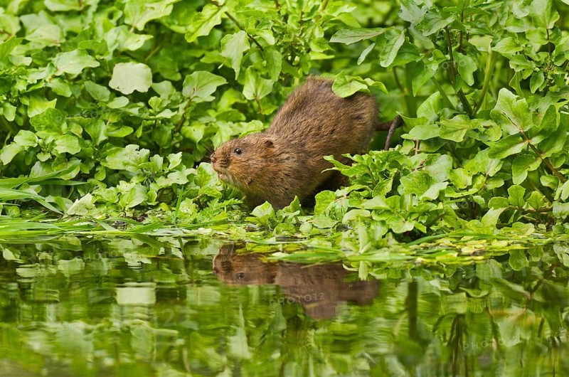 Water Vole