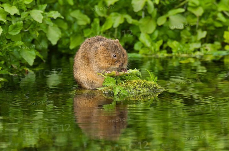 Water Vole