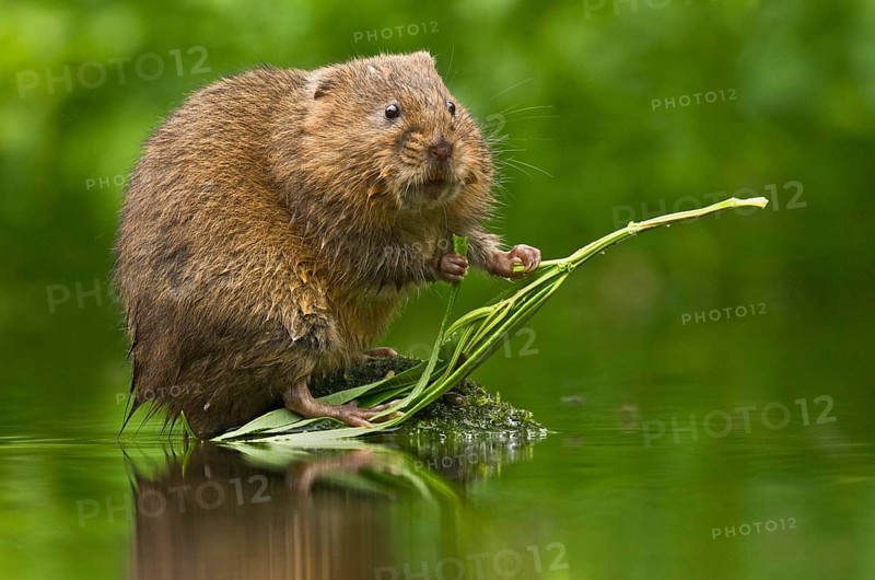 Water Vole