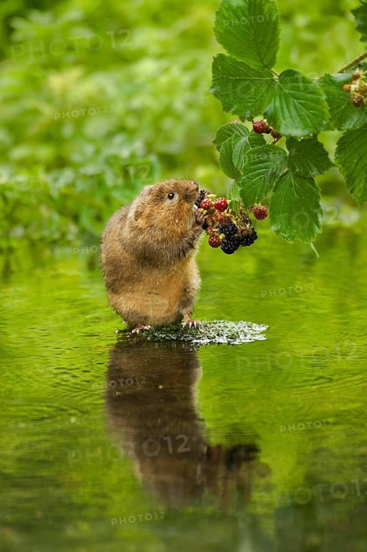 Water Vole