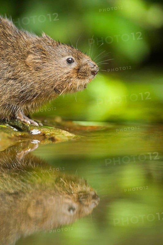 Eastern shrew