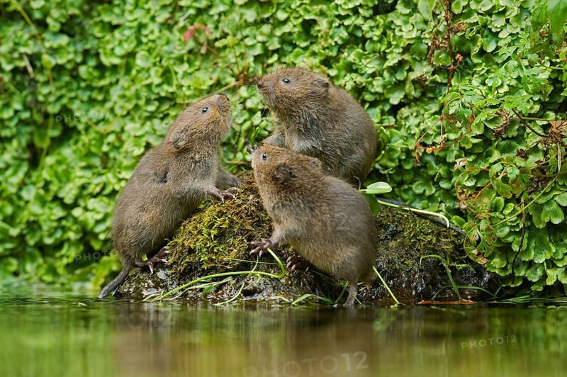 Water Vole