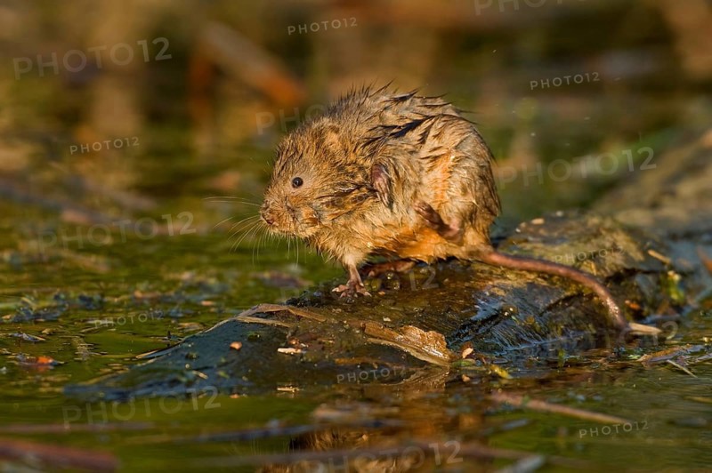 Water Vole