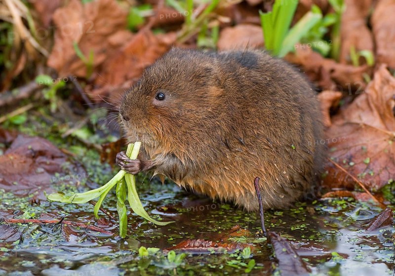 Eastern shrew