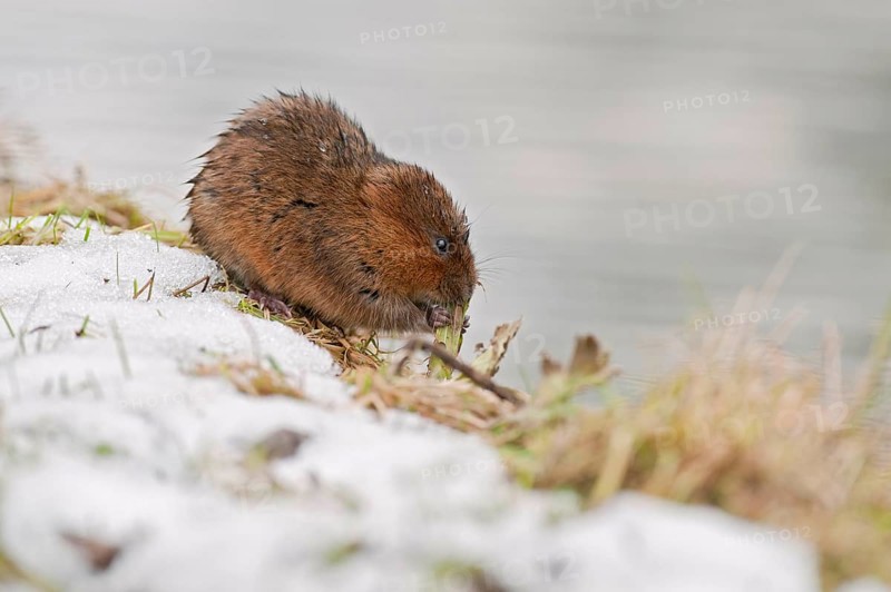 Eastern shrew