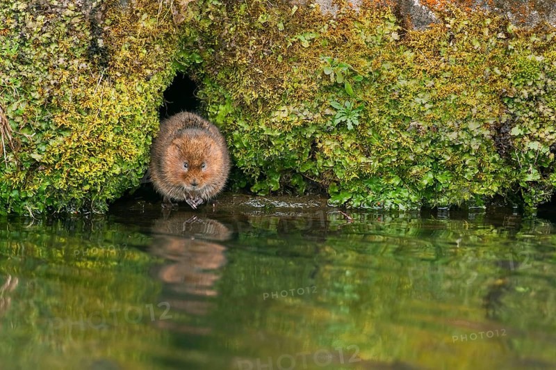 Eastern shrew