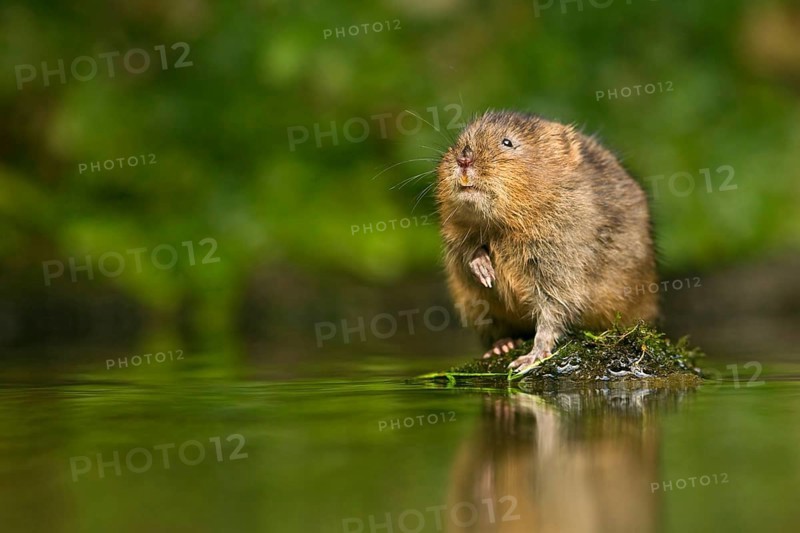 Water Vole