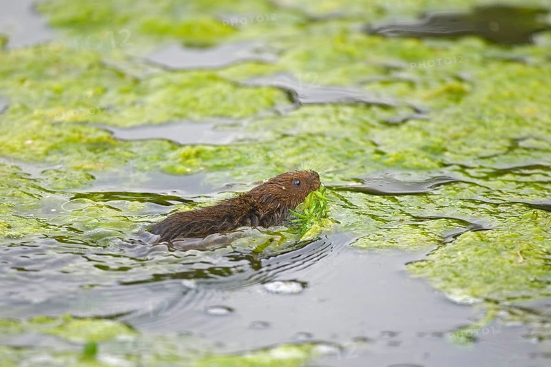 Water Vole